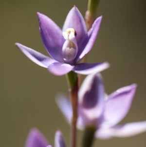 Thelymitra alpina at Cotter River, ACT - suppressed