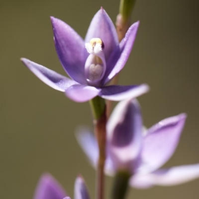 Thelymitra alpina (Mountain Sun Orchid) at Cotter River, ACT - 10 Dec 2017 by GlenRyan