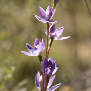 Thelymitra alpina at Cotter River, ACT - 10 Dec 2017