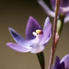 Thelymitra alpina at Cotter River, ACT - 10 Dec 2017