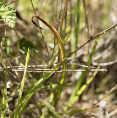 Thelymitra alpina at Cotter River, ACT - 10 Dec 2017