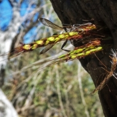 Isodontia sp. (genus) (Unidentified Grass-carrying wasp) at QPRC LGA - 12 Dec 2017 by Wandiyali