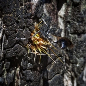 Isodontia sp. (genus) at Googong, NSW - 12 Dec 2017