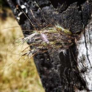 Isodontia sp. (genus) at Googong, NSW - 12 Dec 2017 04:07 PM