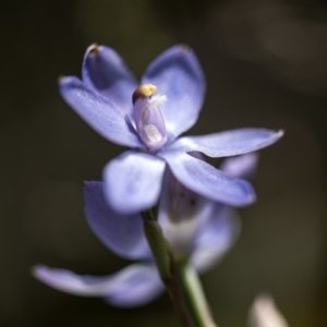 Thelymitra megcalyptra at Cotter River, ACT - suppressed