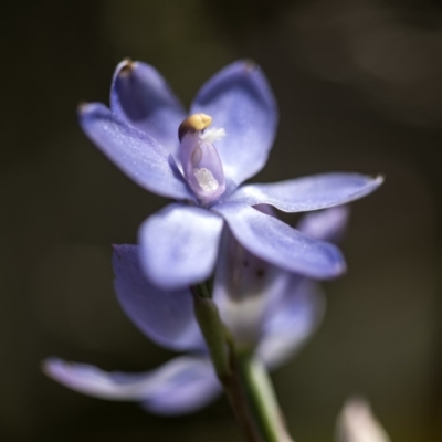 Thelymitra megcalyptra (Swollen Sun Orchid) at Cotter River, ACT - 10 Dec 2017 by GlenRyan