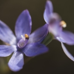 Thelymitra megcalyptra at Cotter River, ACT - 11 Dec 2017