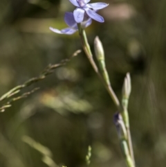 Thelymitra megcalyptra at Cotter River, ACT - suppressed