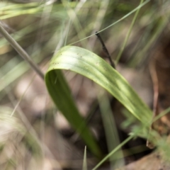 Thelymitra megcalyptra at Cotter River, ACT - 11 Dec 2017