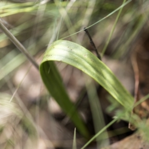 Thelymitra megcalyptra at Cotter River, ACT - suppressed