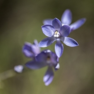 Thelymitra megcalyptra at Cotter River, ACT - suppressed