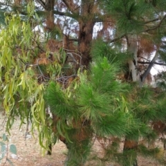 Amyema miquelii (Box Mistletoe) at Isaacs Ridge and Nearby - 28 Nov 2017 by nath_kay