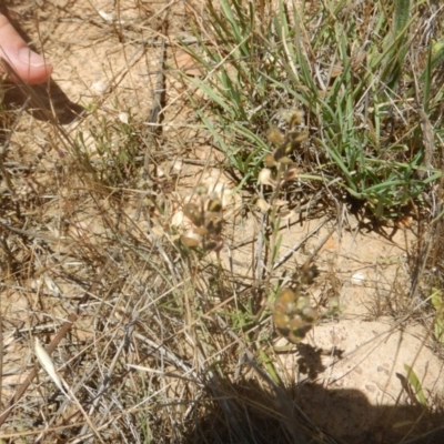 Lepidium ginninderrense (Ginninderra Peppercress) at Harrison, ACT - 13 Dec 2017 by MichaelMulvaney