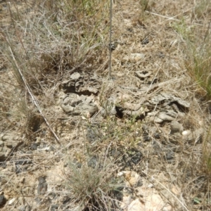 Lepidium ginninderrense at Franklin, ACT - suppressed