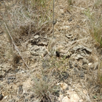 Lepidium ginninderrense (Ginninderra Peppercress) at Franklin, ACT - 13 Dec 2017 by MichaelMulvaney