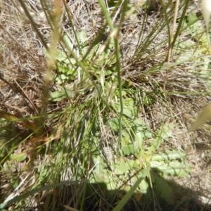 Perunga ochracea at Franklin, ACT - 13 Dec 2017 12:08 PM