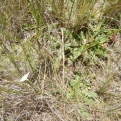 Perunga ochracea at Franklin, ACT - 13 Dec 2017 12:08 PM