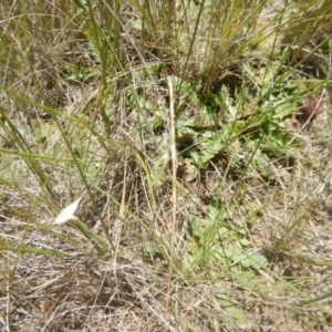 Perunga ochracea at Franklin, ACT - 13 Dec 2017 12:08 PM