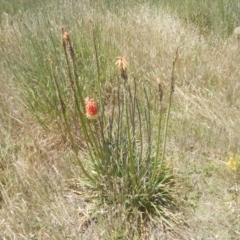 Kniphofia uvaria (Red Hot Poker) at Franklin, ACT - 13 Dec 2017 by MichaelMulvaney