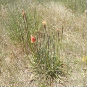 Kniphofia uvaria at Franklin, ACT - 13 Dec 2017