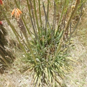 Kniphofia uvaria at Franklin, ACT - 13 Dec 2017