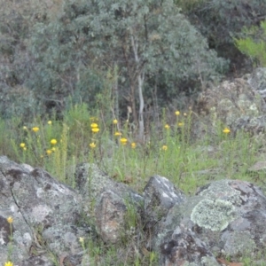 Xerochrysum viscosum at Conder, ACT - 28 Nov 2017