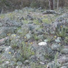 Xerochrysum viscosum at Conder, ACT - 28 Nov 2017