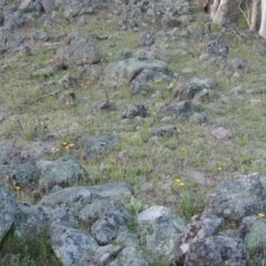 Xerochrysum viscosum at Conder, ACT - 28 Nov 2017