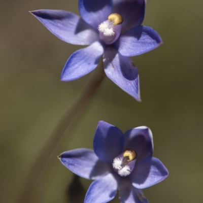 Thelymitra sp. (A Sun Orchid) at Cotter River, ACT - 9 Dec 2017 by GlenRyan