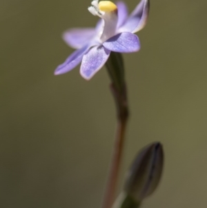 Thelymitra sp. at Cotter River, ACT - 10 Dec 2017