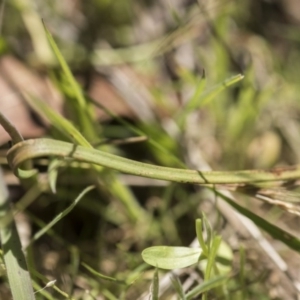 Thelymitra sp. at Cotter River, ACT - suppressed