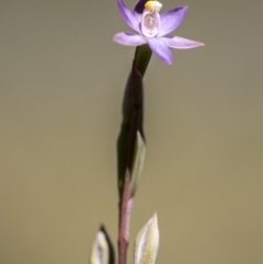 Thelymitra sp. at Cotter River, ACT - suppressed