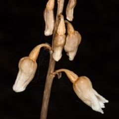 Gastrodia sesamoides (Cinnamon Bells) at Acton, ACT - 24 Nov 2017 by DerekC