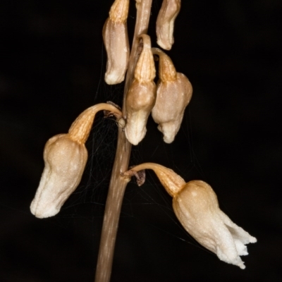 Gastrodia sesamoides (Cinnamon Bells) at Acton, ACT - 23 Nov 2017 by DerekC