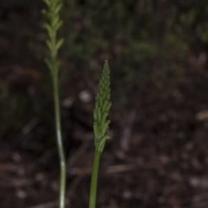 Microtis unifolia at Acton, ACT - 24 Nov 2017