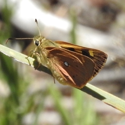 Trapezites eliena (Orange Ochre) at Tidbinbilla Nature Reserve - 11 Dec 2017 by JohnBundock