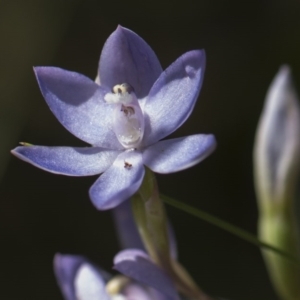 Thelymitra megcalyptra at Cotter River, ACT - 10 Dec 2017