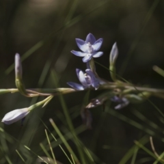 Thelymitra megcalyptra at Cotter River, ACT - 10 Dec 2017