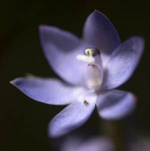 Thelymitra megcalyptra at Cotter River, ACT - suppressed