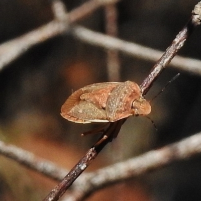 Dictyotus caenosus (Brown Shield Bug) at Tidbinbilla Nature Reserve - 11 Dec 2017 by JohnBundock