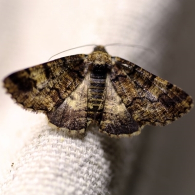 Cryphaea xylina (Woodland Geometrid) at O'Connor, ACT - 9 Dec 2017 by ibaird