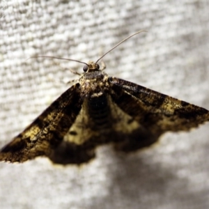 Cryphaea xylina at O'Connor, ACT - 9 Dec 2017