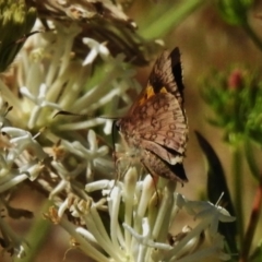 Trapezites phigalioides (Montane Ochre) at Tidbinbilla Nature Reserve - 11 Dec 2017 by JohnBundock