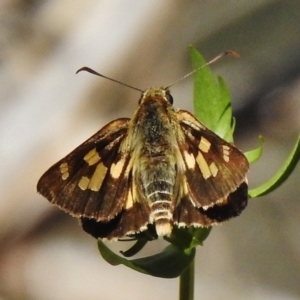 Trapezites phigalioides at Paddys River, ACT - 11 Dec 2017 02:27 PM