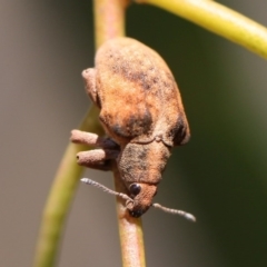 Gonipterus sp. (genus) (Eucalyptus Weevil) at Kambah, ACT - 9 Nov 2014 by HarveyPerkins