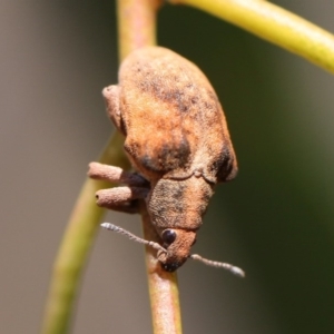 Gonipterus sp. (genus) at Kambah, ACT - 9 Nov 2014