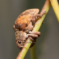 Gonipterus sp. (genus) at Kambah, ACT - 9 Nov 2014