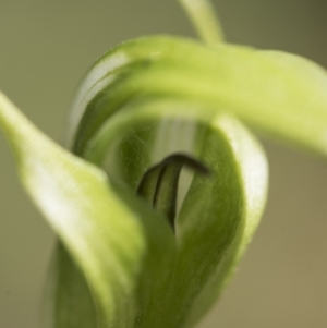 Pterostylis aneba at Paddys River, ACT - 13 Dec 2017