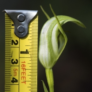 Pterostylis aneba at Paddys River, ACT - 13 Dec 2017