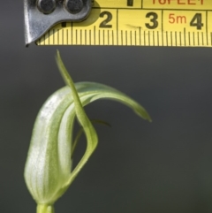 Pterostylis aneba at Paddys River, ACT - 13 Dec 2017